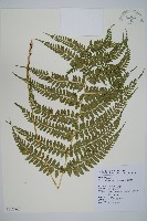 姬蹄蓋蕨藏品圖，第1張