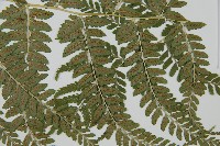 姬蹄蓋蕨藏品圖，第3張