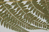 姬蹄蓋蕨藏品圖，第4張