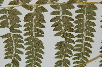 姬蹄蓋蕨藏品圖，第5張
