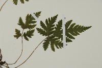 薄葉三叉蕨藏品圖，第3張