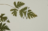 薄葉三叉蕨藏品圖，第4張