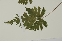 薄葉三叉蕨藏品圖，第5張