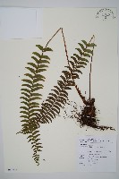 臺東耳蕨藏品圖，第1張