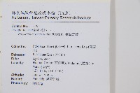 臺東耳蕨藏品圖，第2張