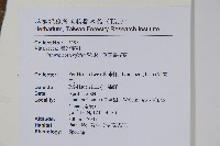 垂葉書帶蕨藏品圖，第2張