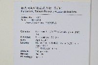 天草鳳尾蕨藏品圖，第2張