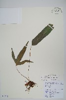 三葉茀蕨藏品圖，第1張