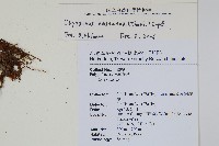 三葉茀蕨藏品圖，第2張