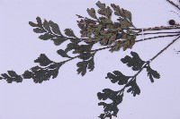 俄氏鐵角蕨藏品圖，第4張