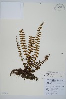 三翅鐵角蕨藏品圖，第1張