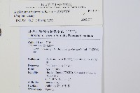 三翅鐵角蕨藏品圖，第2張