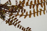 三翅鐵角蕨藏品圖，第3張