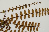 三翅鐵角蕨藏品圖，第4張