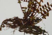 三翅鐵角蕨藏品圖，第5張