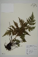 薄葉三叉蕨藏品圖，第1張