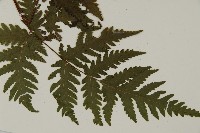 薄葉三叉蕨藏品圖，第3張