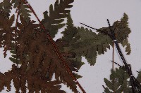 薄葉三叉蕨藏品圖，第4張