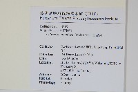 斷線蕨藏品圖，第2張