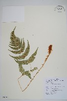 深山鱗毛蕨藏品圖，第1張