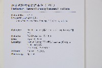 軟骨耳蕨藏品圖，第2張