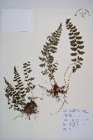 宿蹄蓋蕨藏品圖，第1張