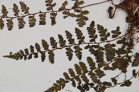 宿蹄蓋蕨藏品圖，第4張