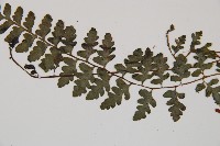 宿蹄蓋蕨藏品圖，第5張