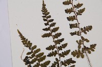 宿蹄蓋蕨藏品圖，第6張