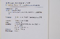 毛苞擬複葉耳蕨藏品圖，第2張