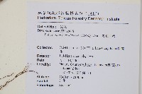 馬祖耳蕨藏品圖，第2張