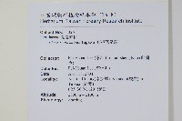 紅柄鳳尾蕨藏品圖，第2張