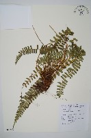 對生耳蕨藏品圖，第1張