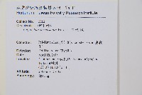 對生耳蕨藏品圖，第2張