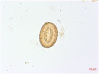 三回蹄蓋蕨藏品圖，第1張