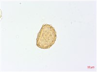 三回蹄蓋蕨藏品圖，第2張