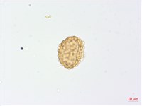 三回蹄蓋蕨藏品圖，第3張