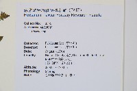 生芽蹄蓋蕨藏品圖，第2張