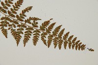 生芽蹄蓋蕨藏品圖，第3張