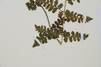 生芽蹄蓋蕨藏品圖，第5張