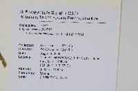 阿里山水龍骨藏品圖，第2張