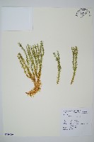 柳杉葉蔓石松藏品圖，第1張