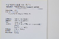 柳杉葉蔓石松藏品圖，第2張