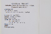 大葉瓶蕨藏品圖，第2張