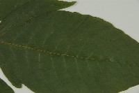 南投三叉蕨藏品圖，第3張