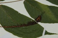 南投三叉蕨藏品圖，第4張