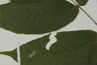 南投三叉蕨藏品圖，第5張