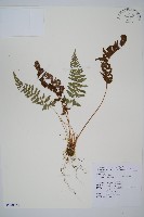 細毛碗蕨藏品圖，第1張