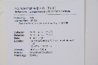 細毛碗蕨藏品圖，第2張