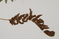 細毛碗蕨藏品圖，第3張